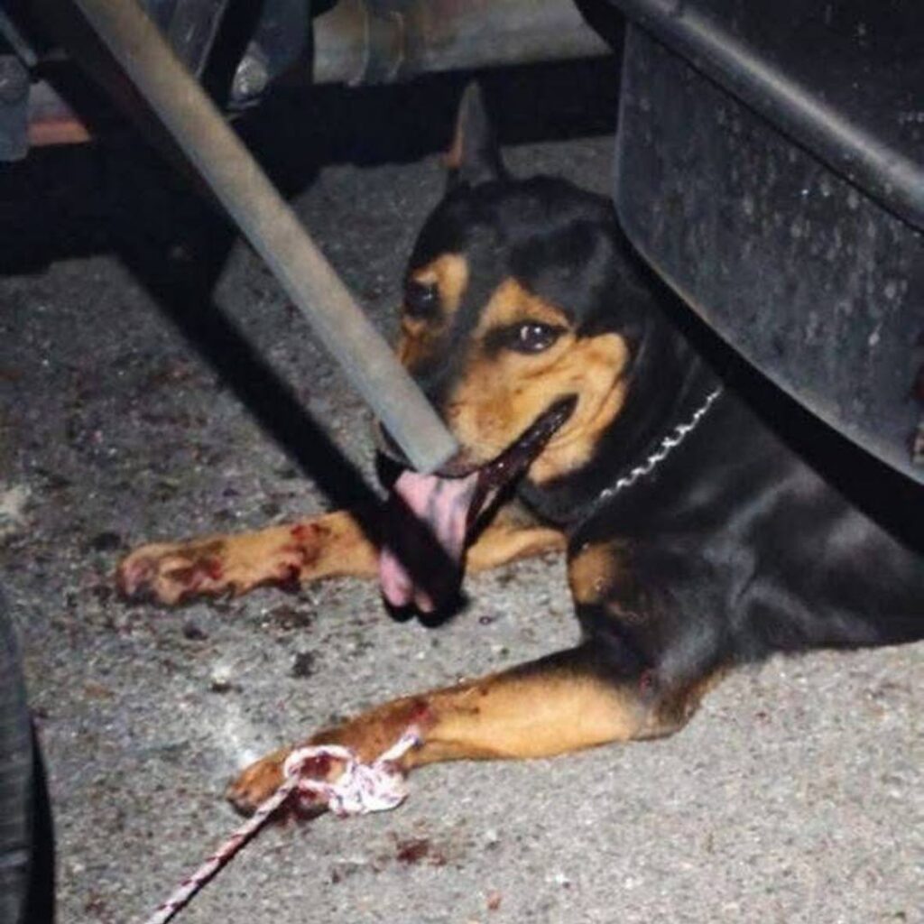 Kanak-Kanak Cedera Digigit Anjing di Cheras 2 GAMBAR DIGIGIT 1