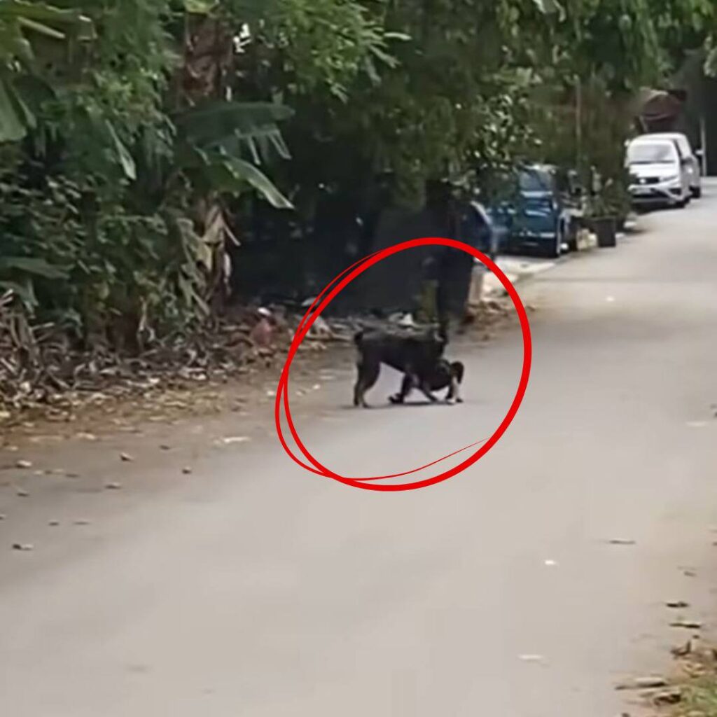 Kanak-Kanak Cedera Digigit Anjing di Cheras 3 GAMBAR DIGIGIT 3