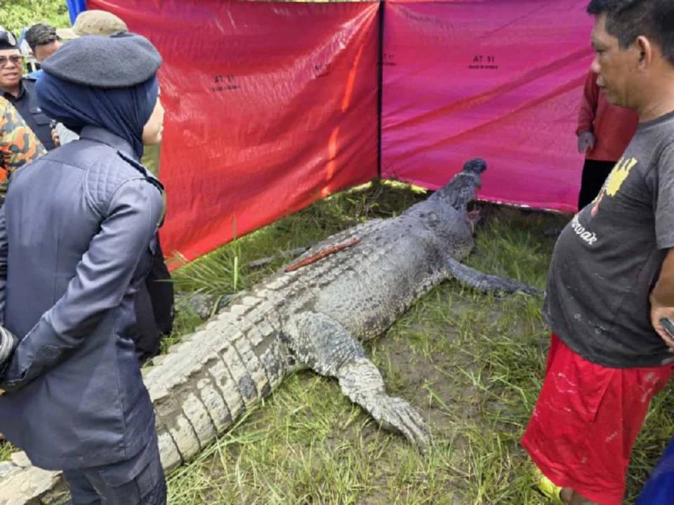 Organ Manusia Ditemui Dalam Perut Buaya di Sungai Semanok
