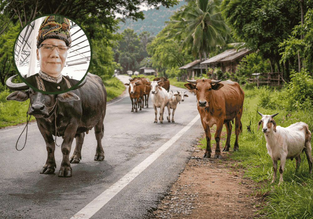 Gambar Arahan Haiwan Ternakan