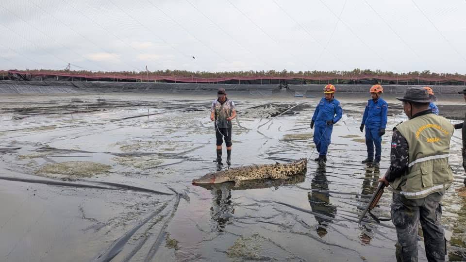 Buaya 200kg ditangkap selepas 10 jam operasi 2 photo 2026 04 01 13 11 59