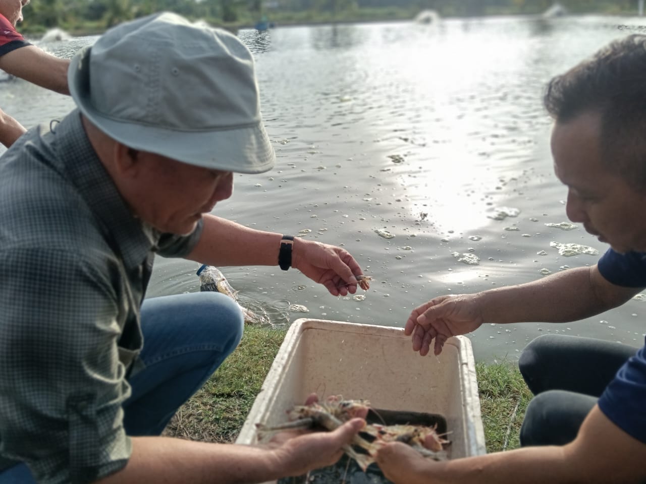 RM1 Million Electricity Upgrade to Give Shrimp Industry a Boost