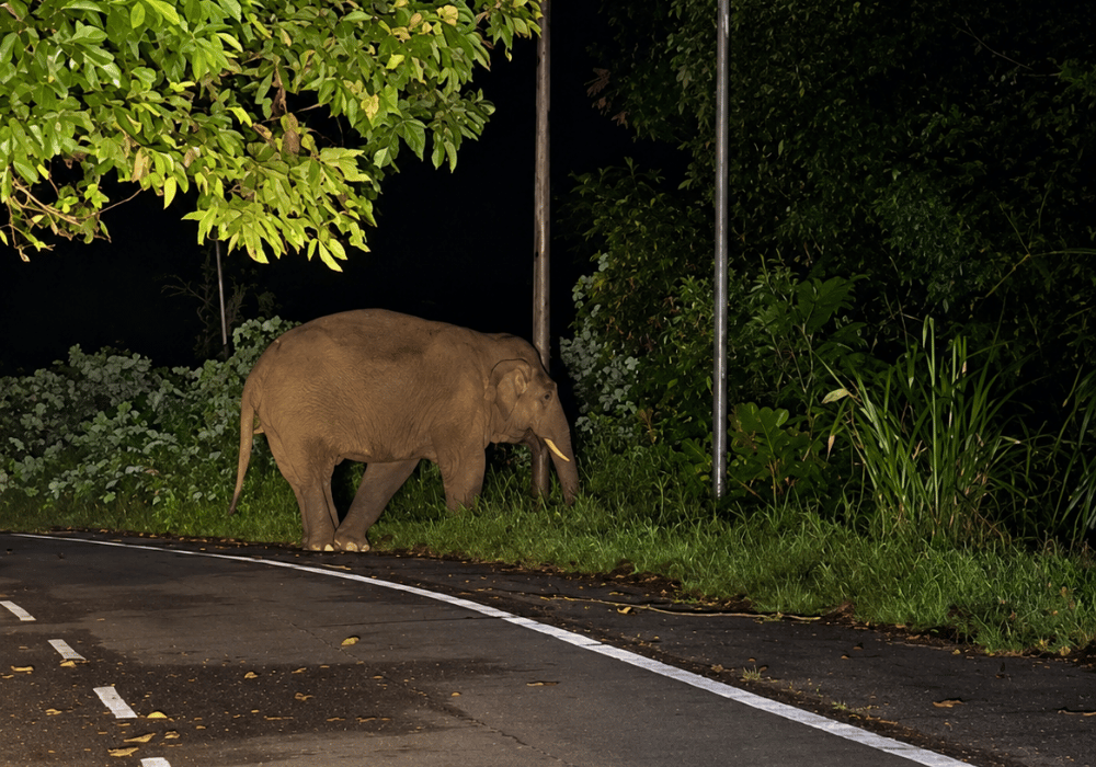 Kehadiran gajah mengganggu kehidupan penduduk Kampung Gambaron sejak 2019 2 1003649782